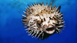 Interesting Facts about Puffer fish [upl. by Einnov]