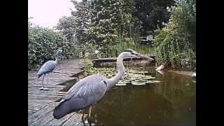 Reihermythen Reiher heron Graureiher [upl. by Aggie]