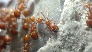 Ant stridulation Ant TalkChirps Pogonomyrmex maricopa 🗣️ [upl. by Delinda]