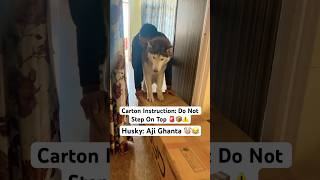 Maalik Husky Helps Paaltu Hoomans 😂📦 huskydog funny doglovers dog [upl. by Aenahs]