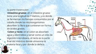 Tarea 2 Anatomía y fisiología de los monogástricos [upl. by Yelnahs]