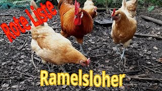 Das große Rasseportrait Ramelsloher Huhn [upl. by Jo-Ann71]