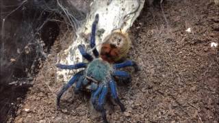 Chromatopelma cyaneopubescens l6 feeding [upl. by Callida]