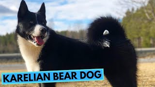 Karelian Bear Dog  TOP 10 Interesting Facts [upl. by Gilman]