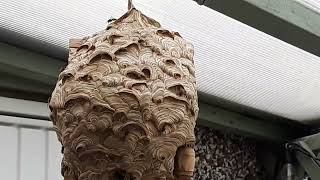 Wasp nest invades bird  box [upl. by Shaum]