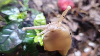 Lissachatina Fulica bei der Erkundung des neueingerichteten Terrariums [upl. by Ettore]