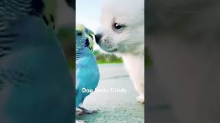 Dog bird shortvideo dogs birds viralvideo dance friends dod dance [upl. by Jegar396]