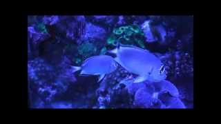 66藍寶新娘雌魚藍斑馬燕 香港Genicanthus watanabeiBlackedged angelfish20130610 [upl. by Rehpitsirhc]