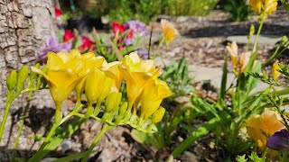 How to plant freesia bulbs [upl. by Monique]