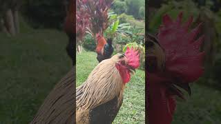 cobre copper chickenshorts galloscriollos backyardanimals chickenlife rooster colombia [upl. by Fasta923]