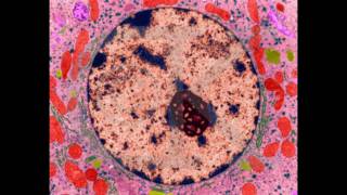 Mitosis Song and Brilliant Video [upl. by Gerfen]