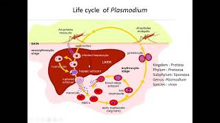 Life cycle of Malarian parasite Plasmodium vivax class 11 for upcoming examination [upl. by Tierza461]