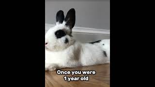 Todays Marabelles 4th Bday bunnylife lovepet petbirthday [upl. by Ahsinawt]