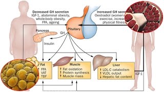 GH e composizione corporea [upl. by Dixon]