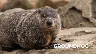 Creature Feature Groundhog [upl. by Santiago622]