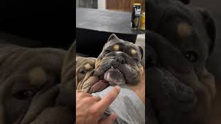 The neediest dogs in the world 😂 englishbulldogs bulldog [upl. by Ennyleuqcaj]