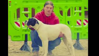 IABBR  Alapaha Blueblood Bulldog Spring Show 2018 [upl. by Nelsen854]