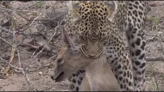 Oct 09 2016 Brent is with Karula as she makes a LIVE kill on Safarilive [upl. by Eoz246]