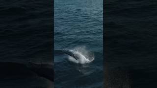 Huge Whale Jumping Out Of Water [upl. by Sherurd]