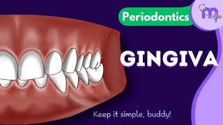 Introduction to Gingiva  Parts  Functions  Periodontology  Animated Explanation [upl. by Alana]