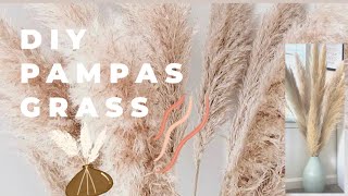 DIY PAMPAS GRASS  how to prep for home decor [upl. by Norvol628]