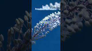 TIMELAPSE Drimia Maritima Flower Blooming flowers timelapse bloom shorts [upl. by Sugirdor]