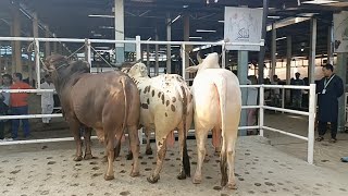 🔴Live Slod RK Agro Farm 2024  DeshaPakraKangka RajBolod  Cow Farm In Bangladesh  Haat Bazar [upl. by Albertine]