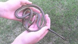 Painted Bronzeback Snake [upl. by Eladnar]