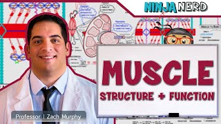 Musculoskeletal System  Muscle Structure and Function [upl. by Oralle]