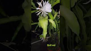 रात है या बारात फुलों की  flowers nightflower brahmkamal nature [upl. by Nyleikcaj]