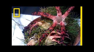 This Sprouting Octopuslike Fungus Is the Stuff of Nightmares  National Geographic [upl. by Yenot]