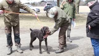 Deutsch Drahthaar Canada Breed Show [upl. by Owens816]