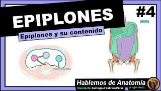 🔴 ANATOMIA👉 EPIPLONES 🟩 PERITONEO 🟪 [upl. by Alad]