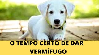 VERMÍFUGO PARA CÃES FILHOTES QUANTAS DOSES  COMO VERMIFUGAR [upl. by Dawaj]