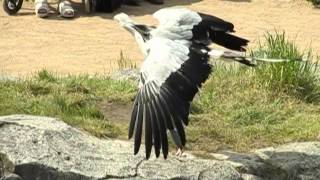 Le Serpentaire du Puy du Fou slow motion [upl. by Novi]