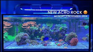 New Acropora Rock Ultimate Mixed Reef Update 9 [upl. by Soigroeg]