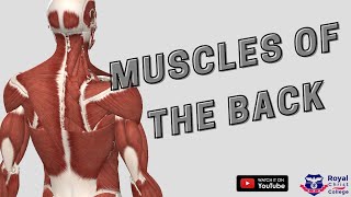 Muscles of the Back Superficial amp Deep Muscles  Anatomy 3D Anatomy made easy [upl. by Iorio]