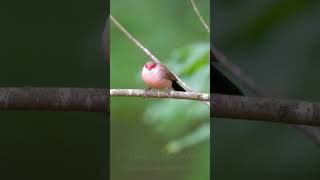 Common Waxbill  Wellenastrild shorts [upl. by Ball301]