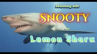 Relaxing Swim with Snooty the Lemon Shark in Jupiter Florida [upl. by Barren]