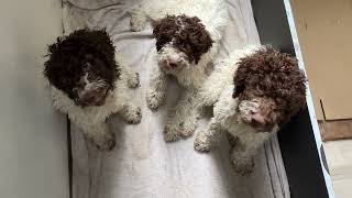 Final four Lagotto lads at 14 weeks [upl. by Micheil]