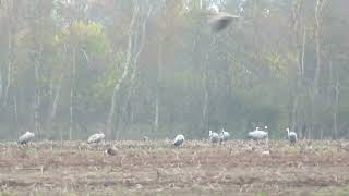 Common Crane Grus grus Kraanvogel Bourtanger Moor Germany 8 Nov 2024 10 [upl. by Aset346]