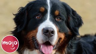 Top 10 Best Dog Breeds for Your First Dog [upl. by Darnoc961]