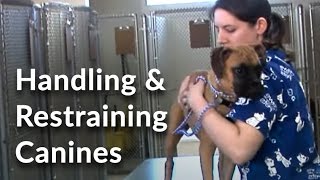 Veterinary Technician and Assistant Training Handling and Restraining Dogs [upl. by Talie]