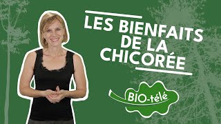 SANTÉ  DÉCOUVREZ LES BIENFAITS SURPRENANTS DE LA CHICORÉE [upl. by Yleak188]