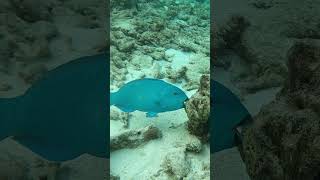 Scarus coeruleus blue parrotfish blauwe papegaai v fish scubadiving snorkeling travel scuba [upl. by Schnell75]