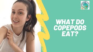 What do Copepods eat [upl. by Abbub]