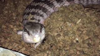 Blue Tongue Skink Pregnant [upl. by Braynard604]