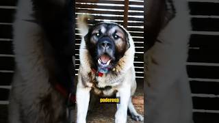 ¡Kangal Turco vs Lobo kangalturco vs lobo animalessalvajes [upl. by Anneehs]