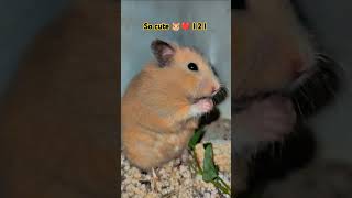 So cute I 2 I hamster world hamsters shorts american australia [upl. by Fredenburg169]