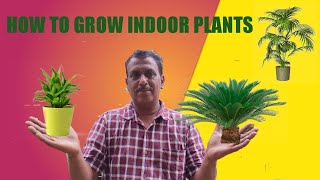 HOW TO GROW CYCAS IN BANGLA  HOW TO GROW CYCAS REVOLUTA FROM SEED INDOOR PLANTS [upl. by Caswell]